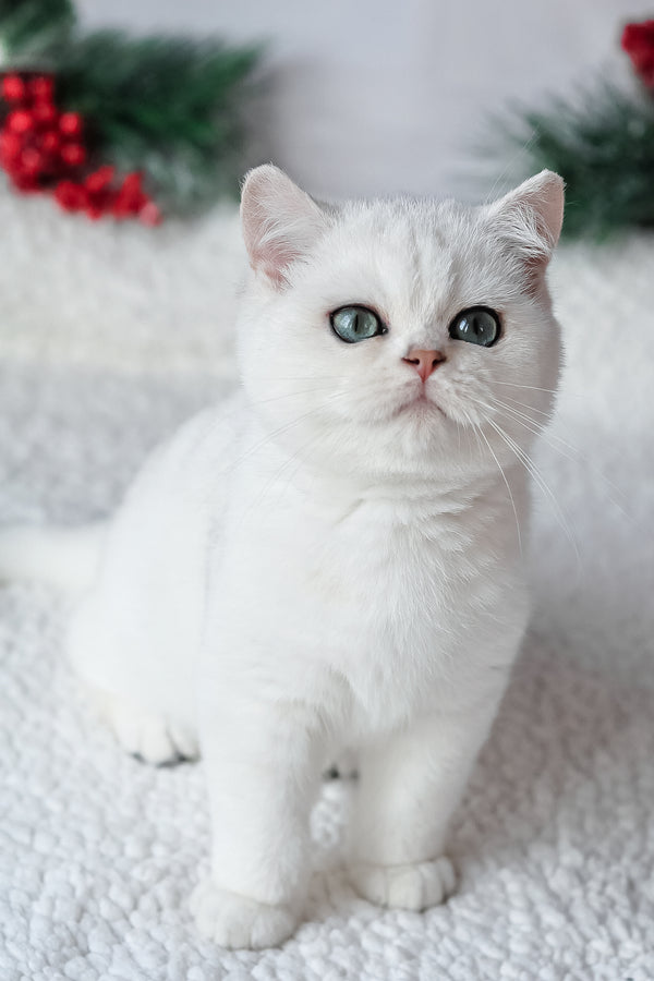 Hugo | British Shorthair Kitten