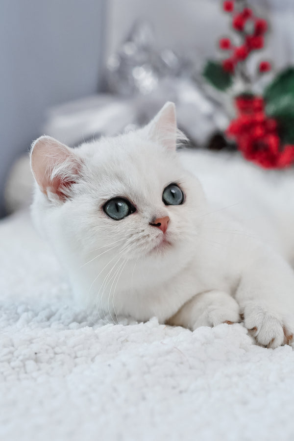 Hugo | British Shorthair Kitten