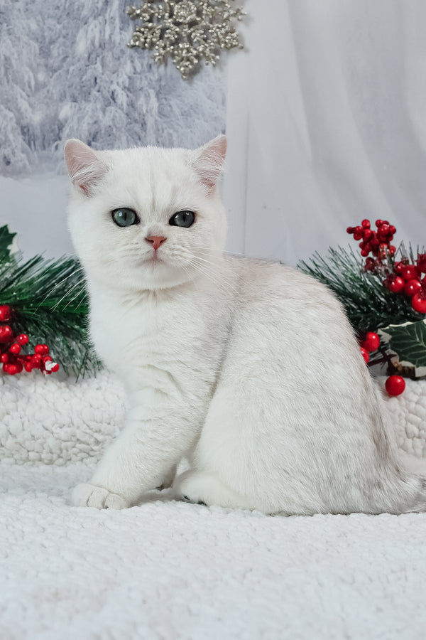 Hugo | British Shorthair Kitten
