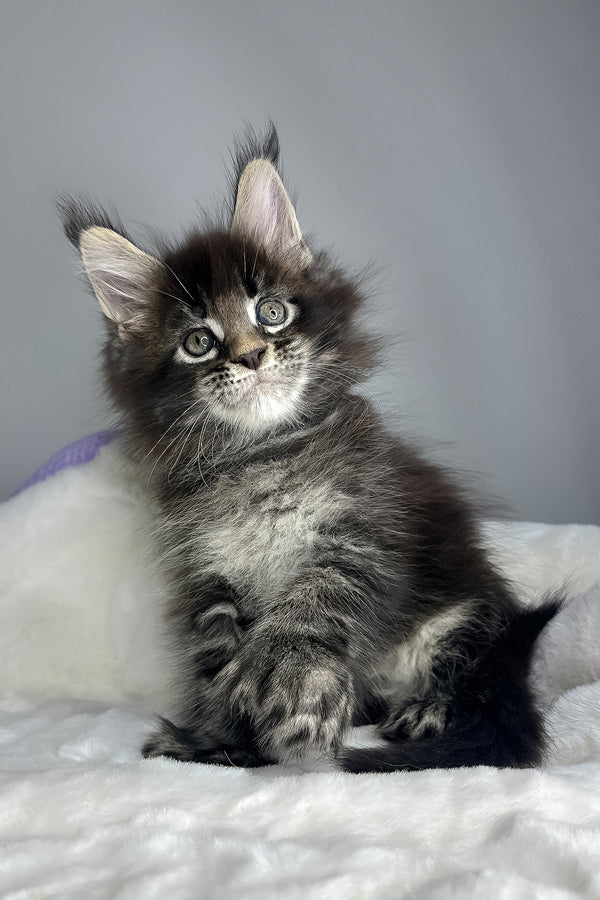 Hulk | Polydactyl Maine Coon Kitten