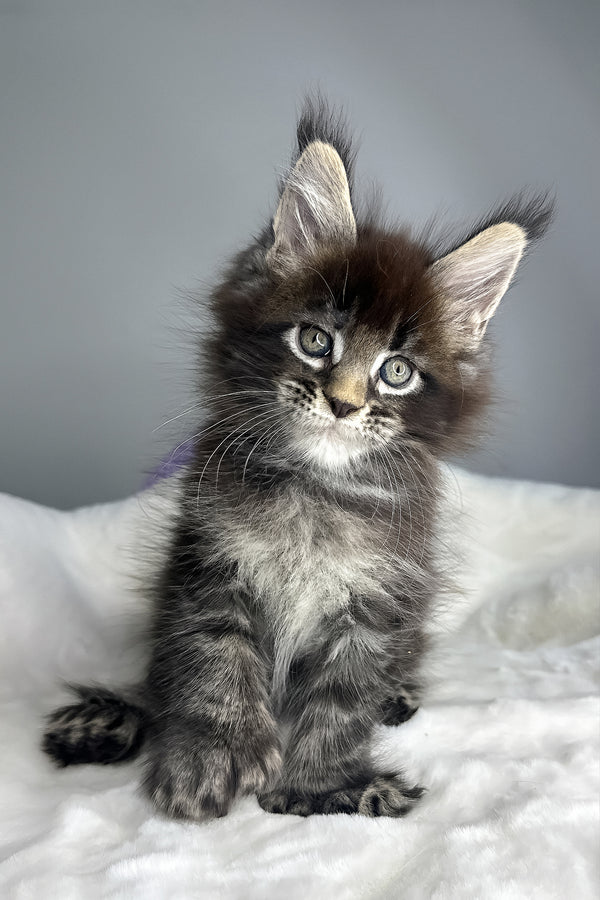 Hulk | Polydactyl Maine Coon Kitten