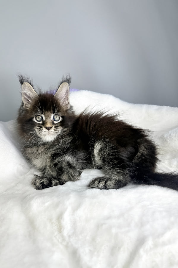 Hulk | Polydactyl Maine Coon Kitten