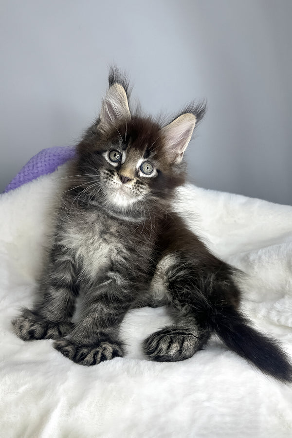 Hulk | Polydactyl Maine Coon Kitten