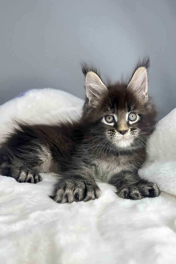 Hulk | Polydactyl Maine Coon Kitten