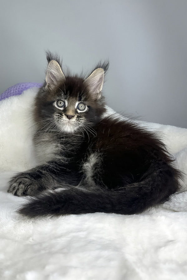 Hulk | Polydactyl Maine Coon Kitten