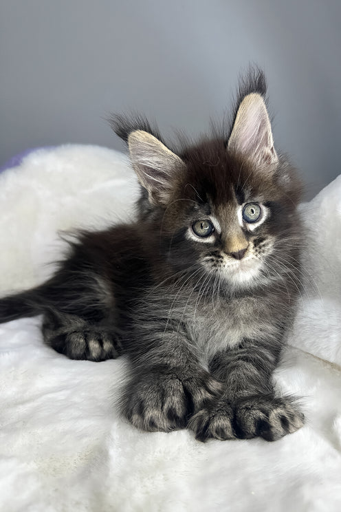 Hulk | Polydactyl Maine Coon Kitten