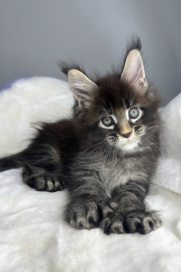Hulk | Polydactyl Maine Coon Kitten