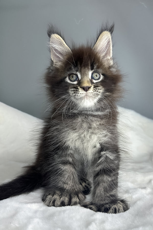 Hulk | Polydactyl Maine Coon Kitten