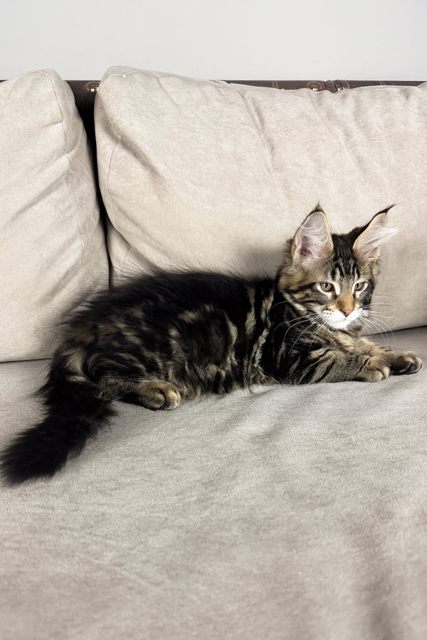Hunter | Maine Coon Kitten