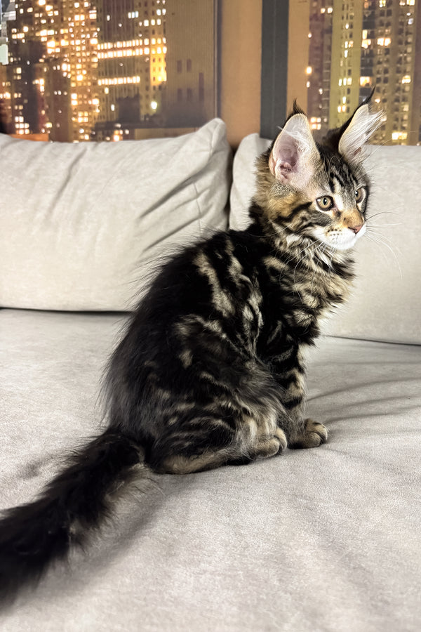 Hunter | Maine Coon Kitten