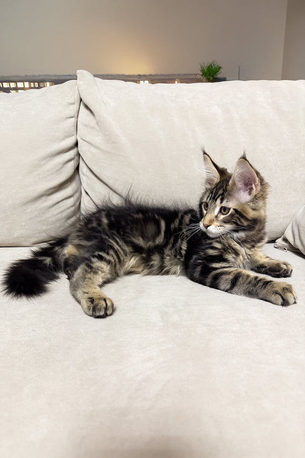 Hunter | Maine Coon Kitten
