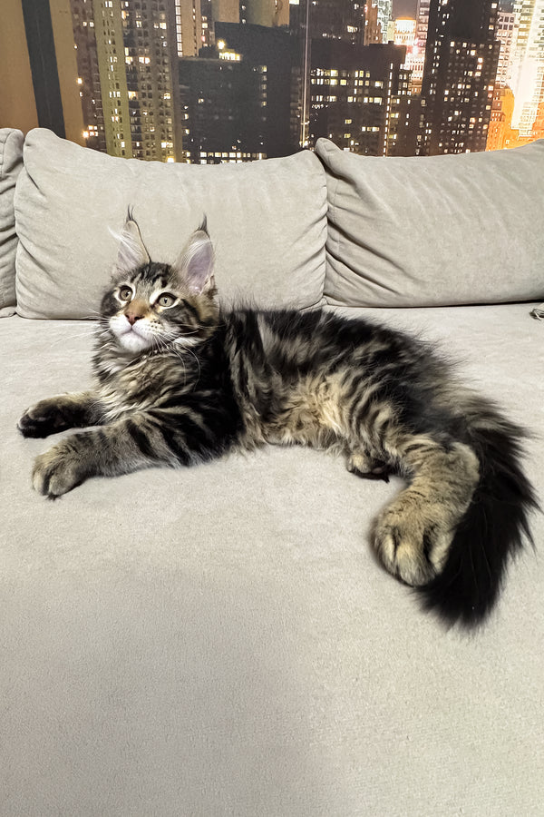 Hunter | Maine Coon Kitten