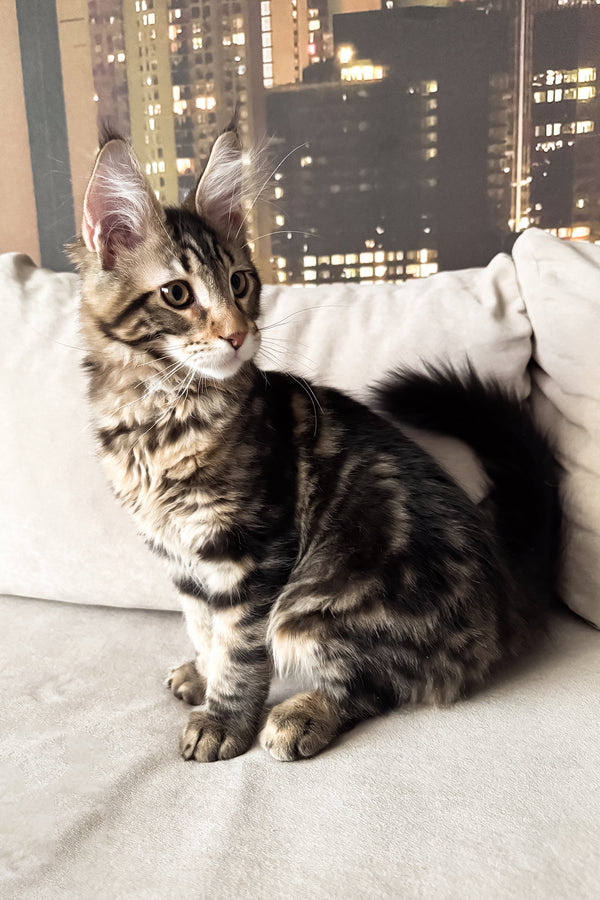 Hunter | Maine Coon Kitten
