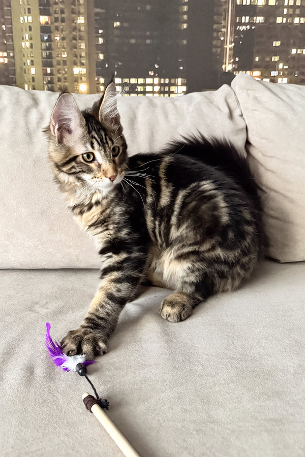 Hunter | Maine Coon Kitten