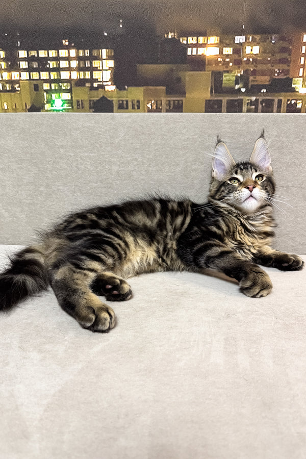 Hunter | Maine Coon Kitten