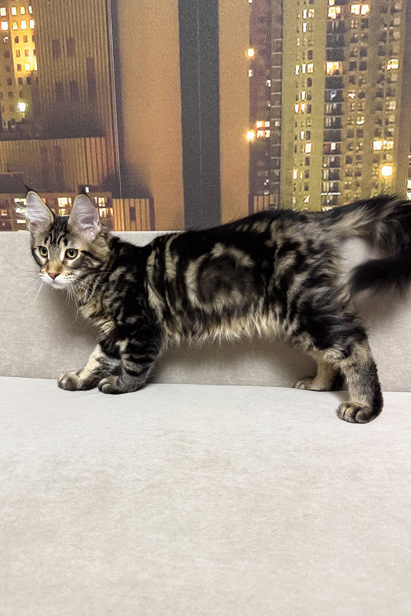 Hunter | Maine Coon Kitten