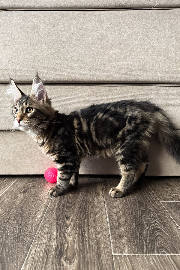 Hunter | Maine Coon Kitten