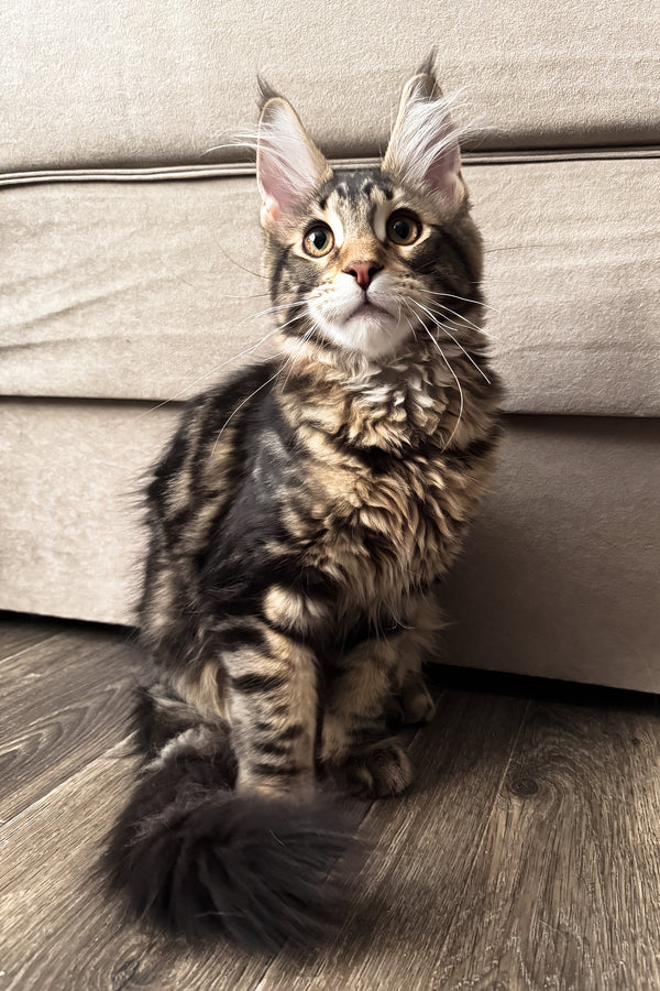 Hunter | Maine Coon Kitten