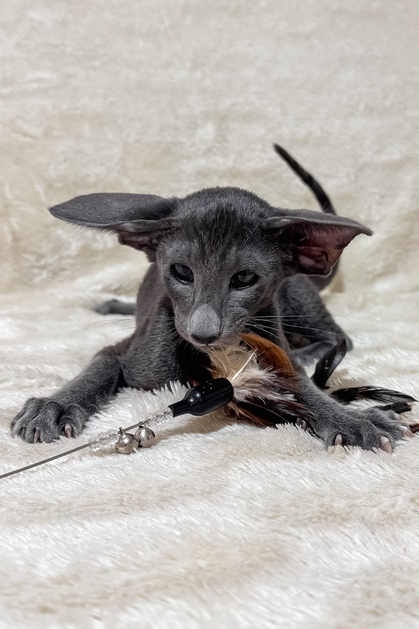 Hunter | Oriental Shorthair Kitten