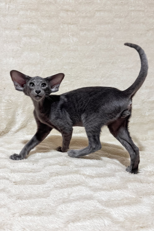Hunter | Oriental Shorthair Kitten
