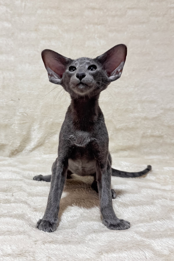 Hunter | Oriental Shorthair Kitten
