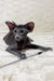Hunter | Oriental Shorthair Kitten