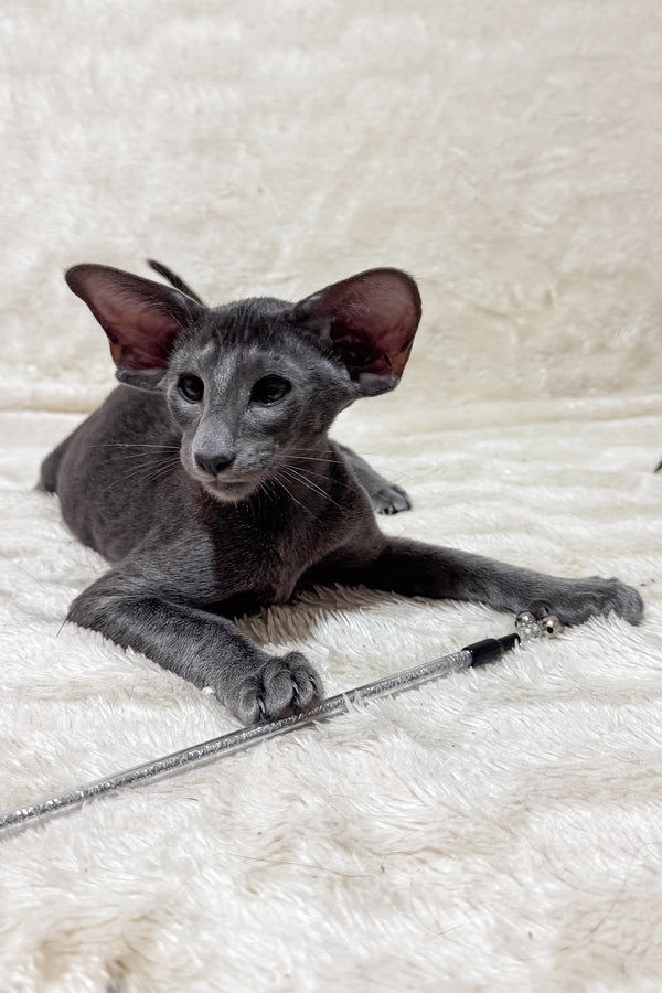 Hunter | Oriental Shorthair Kitten