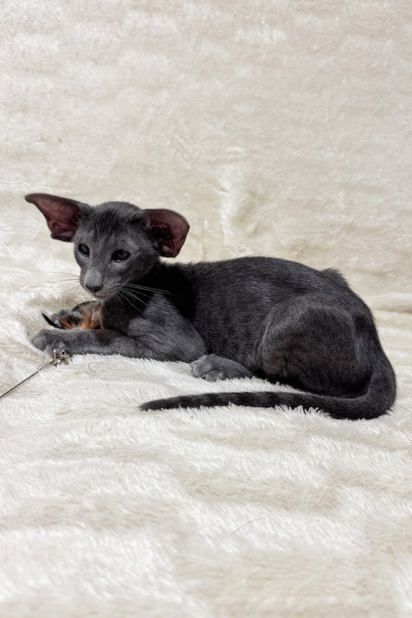 Hunter | Oriental Shorthair Kitten