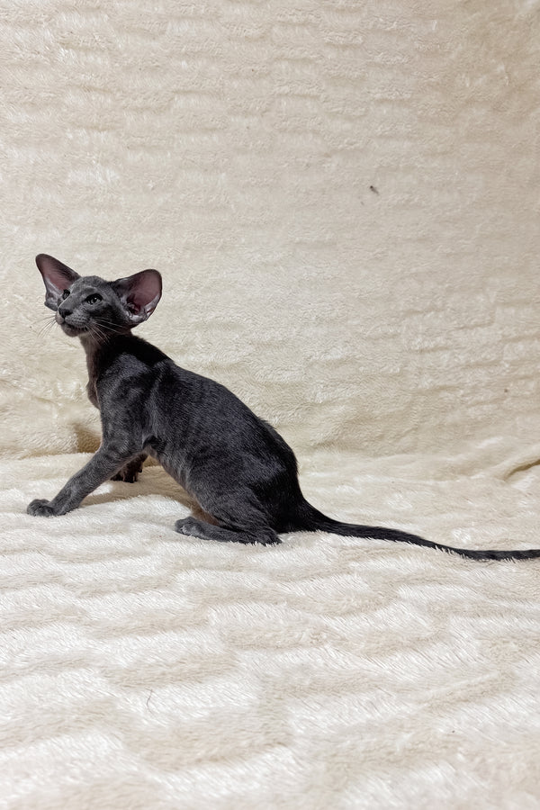 Hunter | Oriental Shorthair Kitten