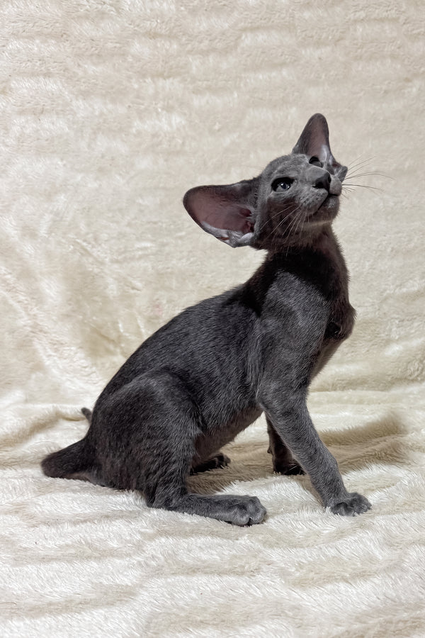Hunter | Oriental Shorthair Kitten