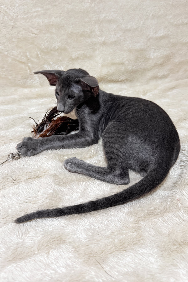 Hunter | Oriental Shorthair Kitten