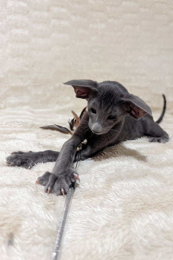 Hunter | Oriental Shorthair Kitten