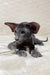 Hunter | Oriental Shorthair Kitten