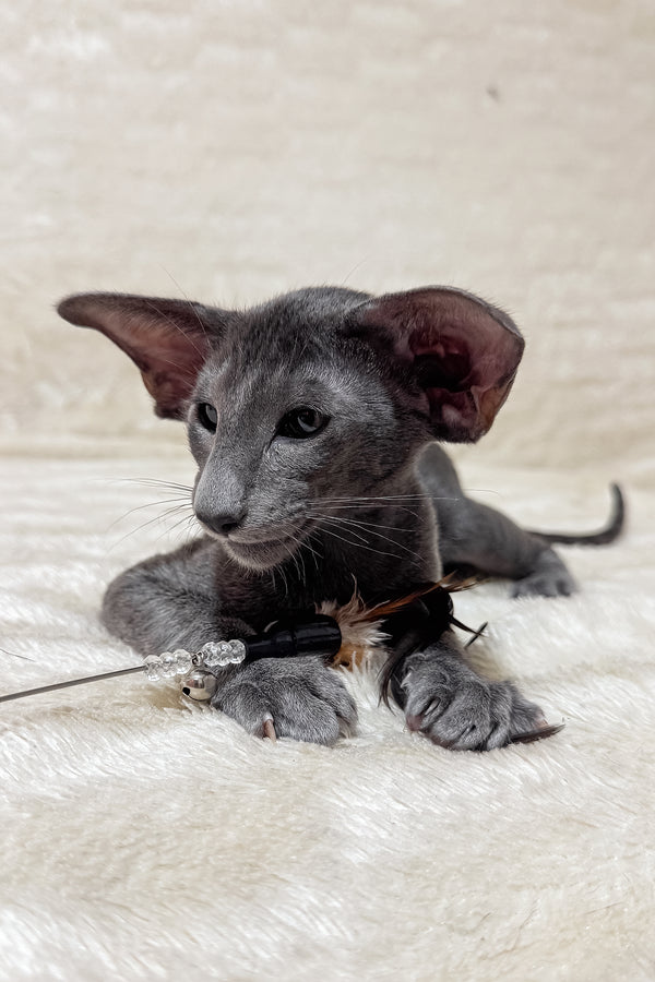 Hunter | Oriental Shorthair Kitten