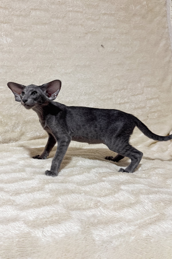 Hunter | Oriental Shorthair Kitten