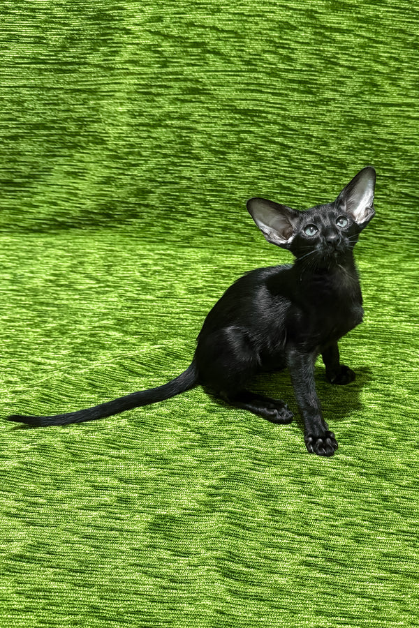 Ilario | Oriental Shorthair Kitten