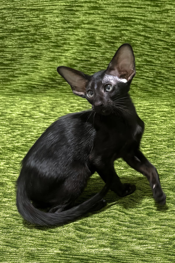 Ilario | Oriental Shorthair Kitten