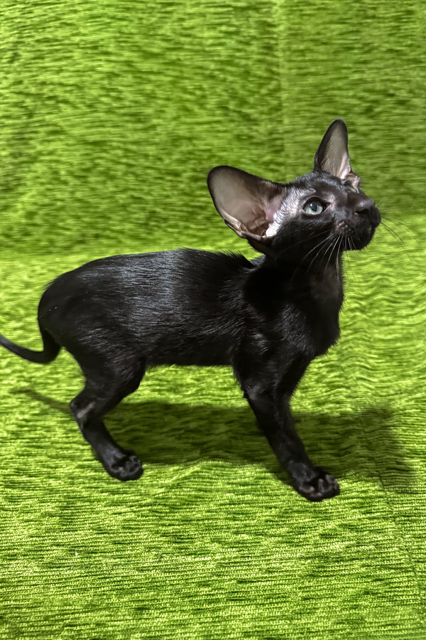Ilario | Oriental Shorthair Kitten