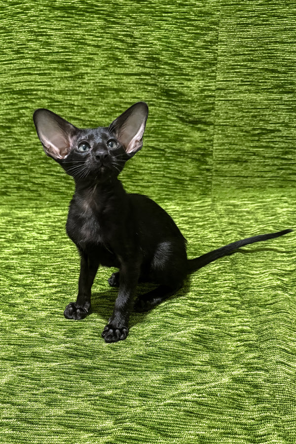 Ilario | Oriental Shorthair Kitten