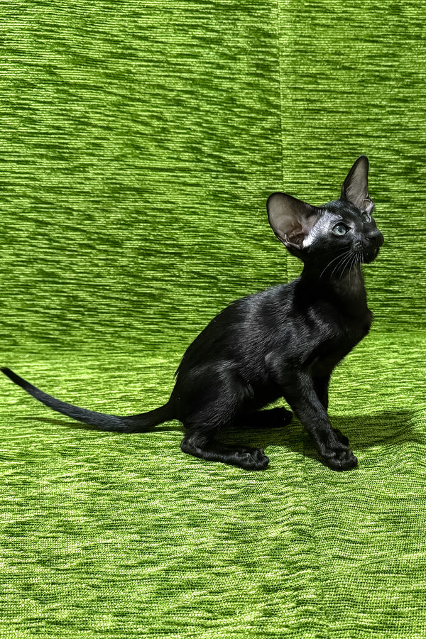 Ilario | Oriental Shorthair Kitten