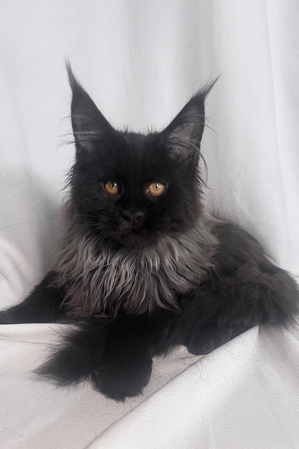 Indie | Maine Coon Kitten