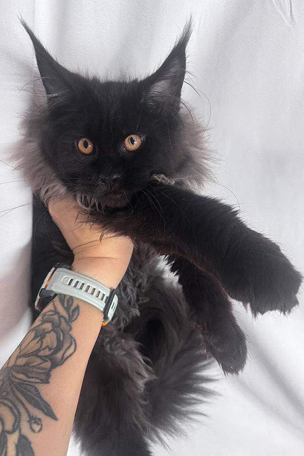 Indie | Maine Coon Kitten