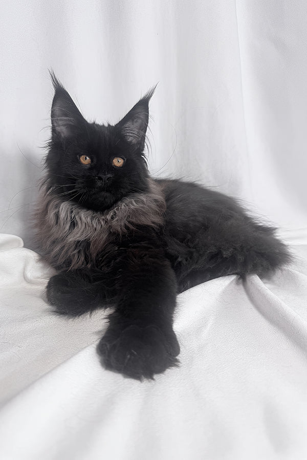 Indie | Maine Coon Kitten