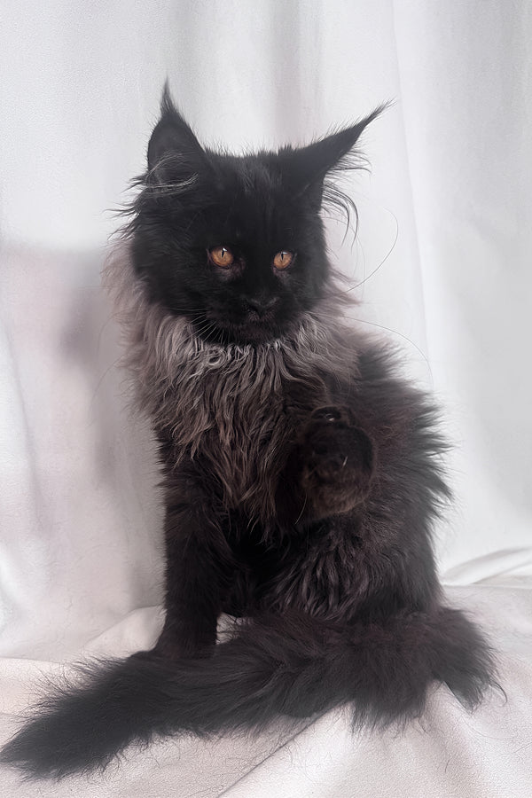 Indie | Maine Coon Kitten