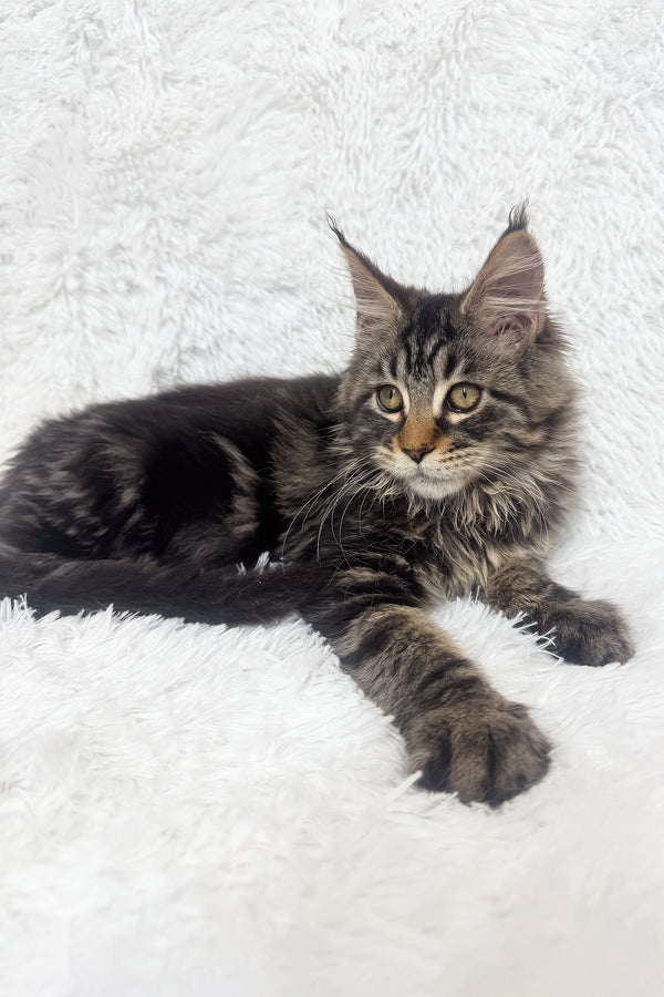 Ivi | Maine Coon Kitten
