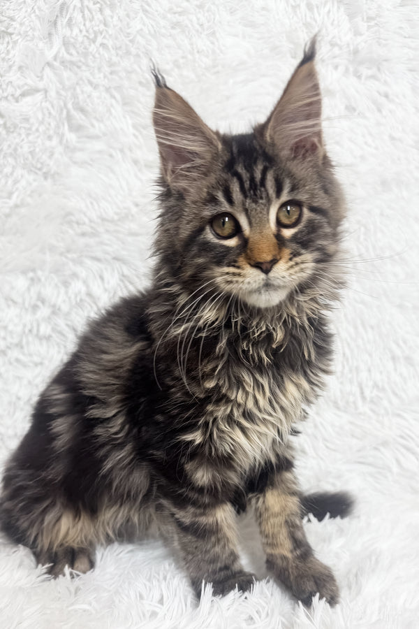 Ivi | Maine Coon Kitten
