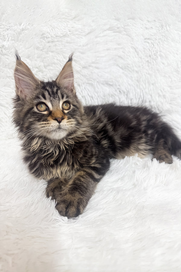 Ivi | Maine Coon Kitten