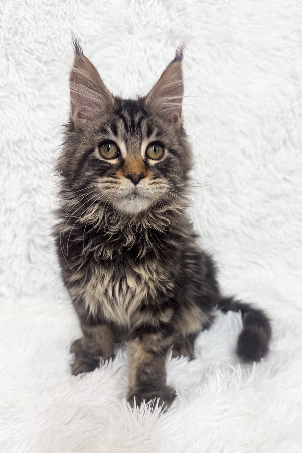 Ivi | Maine Coon Kitten