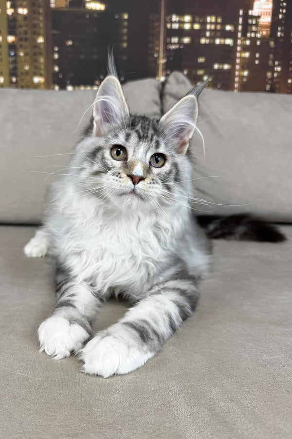 Ian | Maine Coon Kitten
