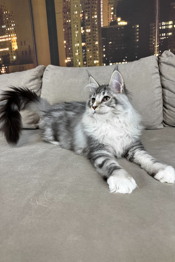 Ian | Maine Coon Kitten